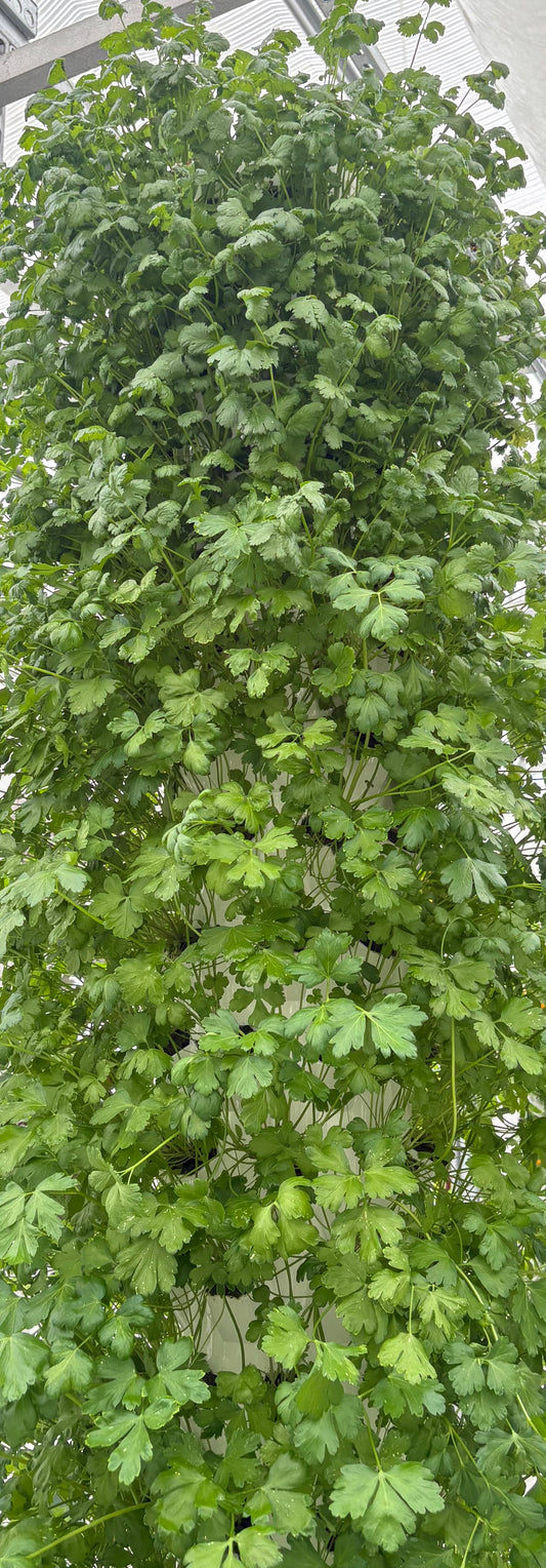 Organic Parsley