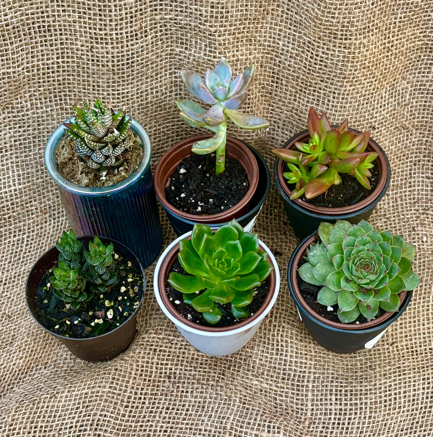 Youth Workshop: Succulents