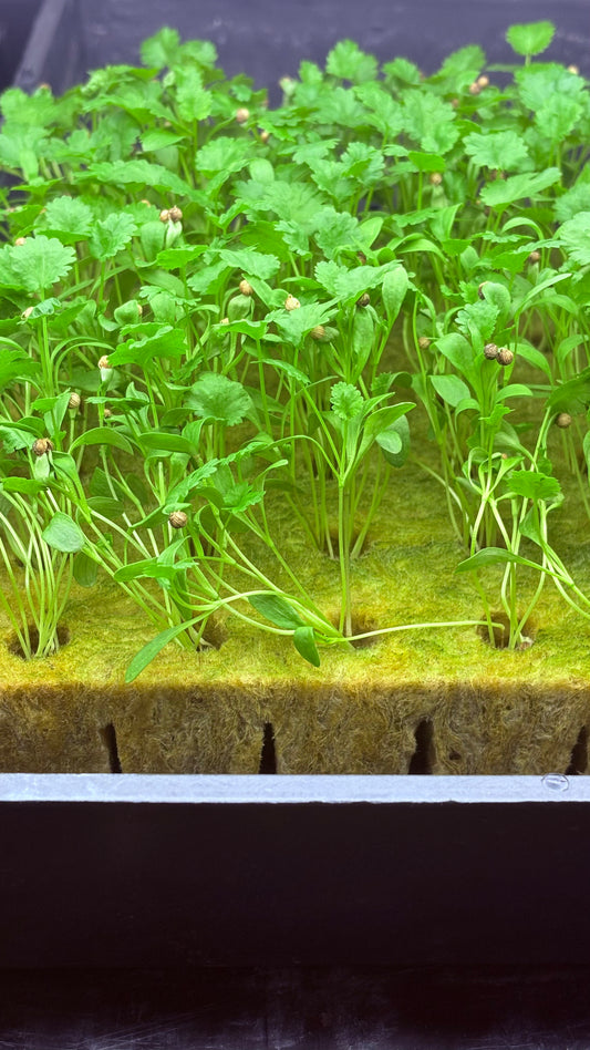 Organic Cilantro