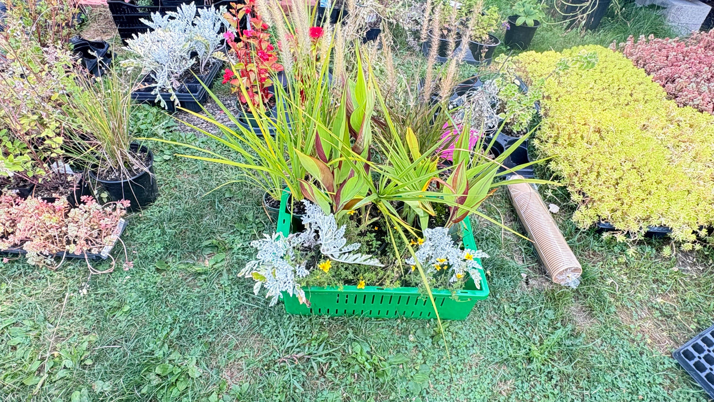 Zones 1-5 Cold Hardy Full Bed Perennial Arrangement