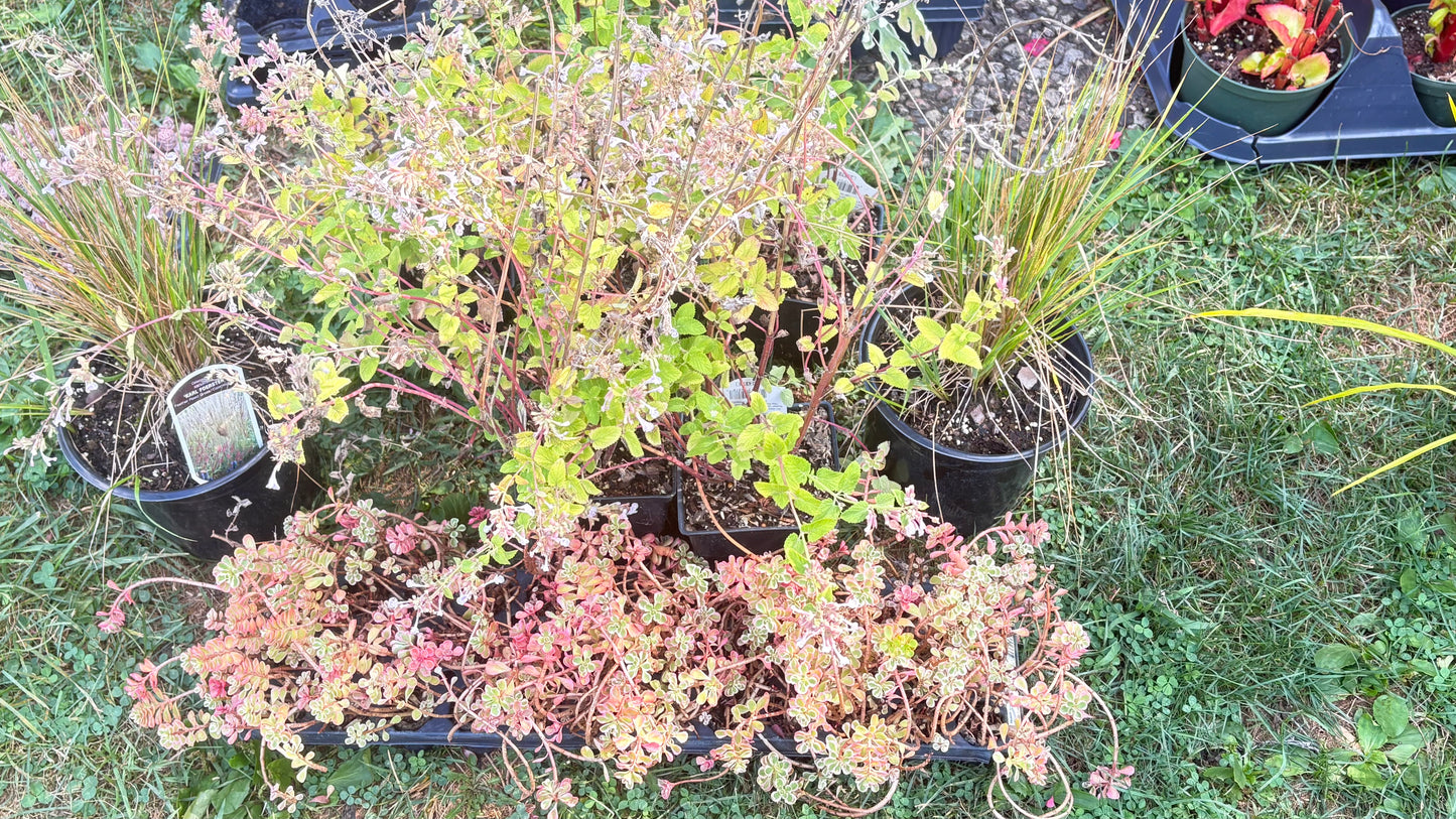 Zone 6B Full Bed Arrangement: Cold Hardy Perennials