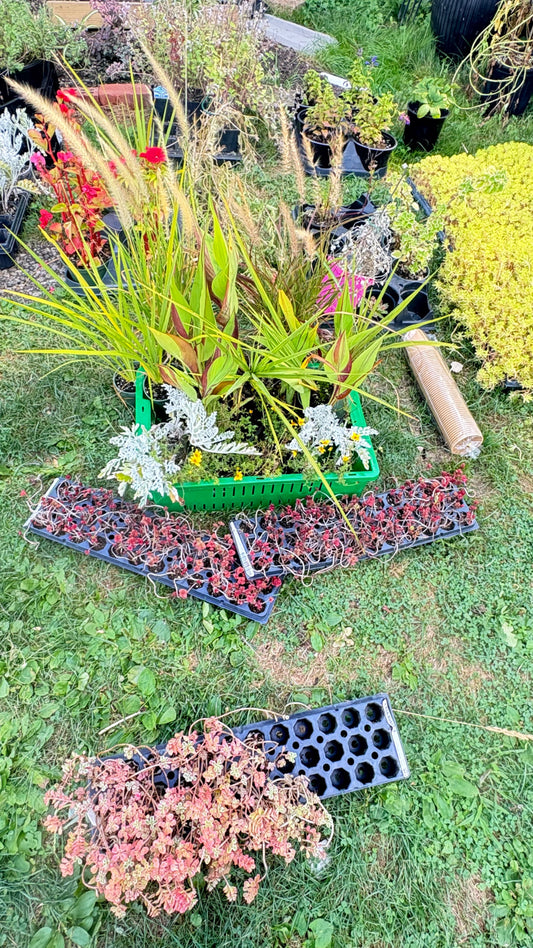 Cold Hardy Perennial Full Bed Arrangement