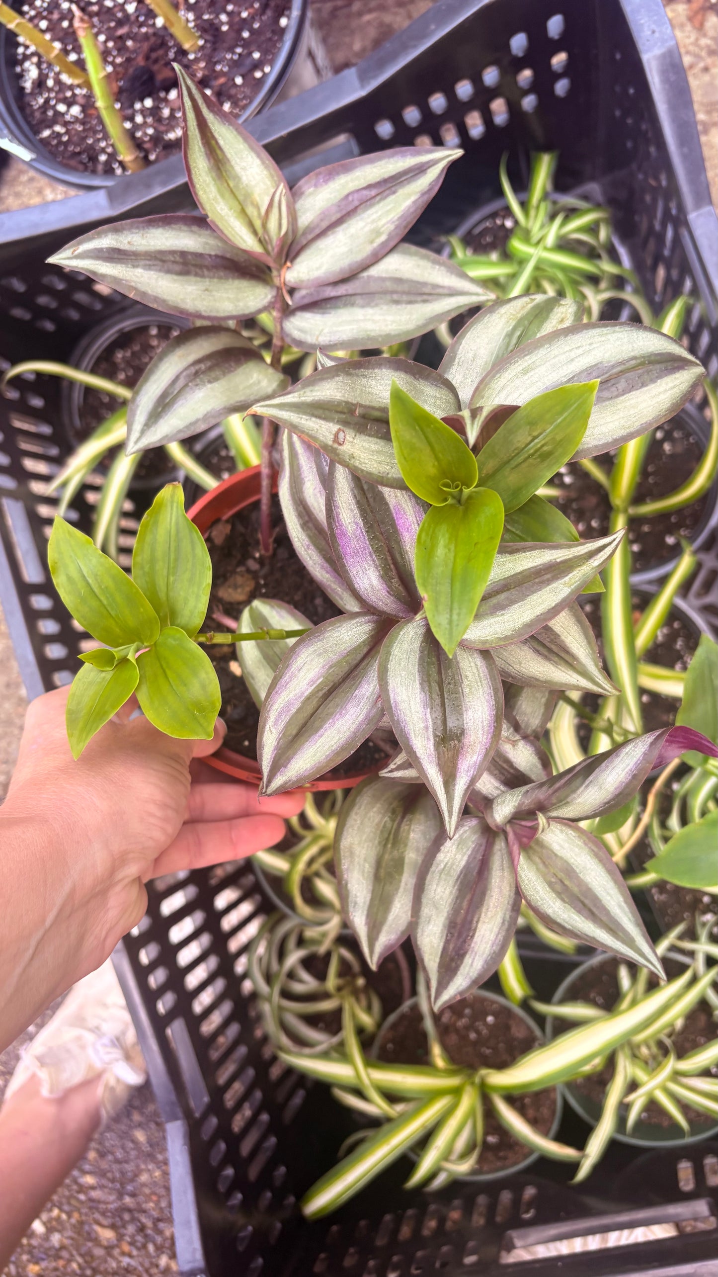 Wandering Jew