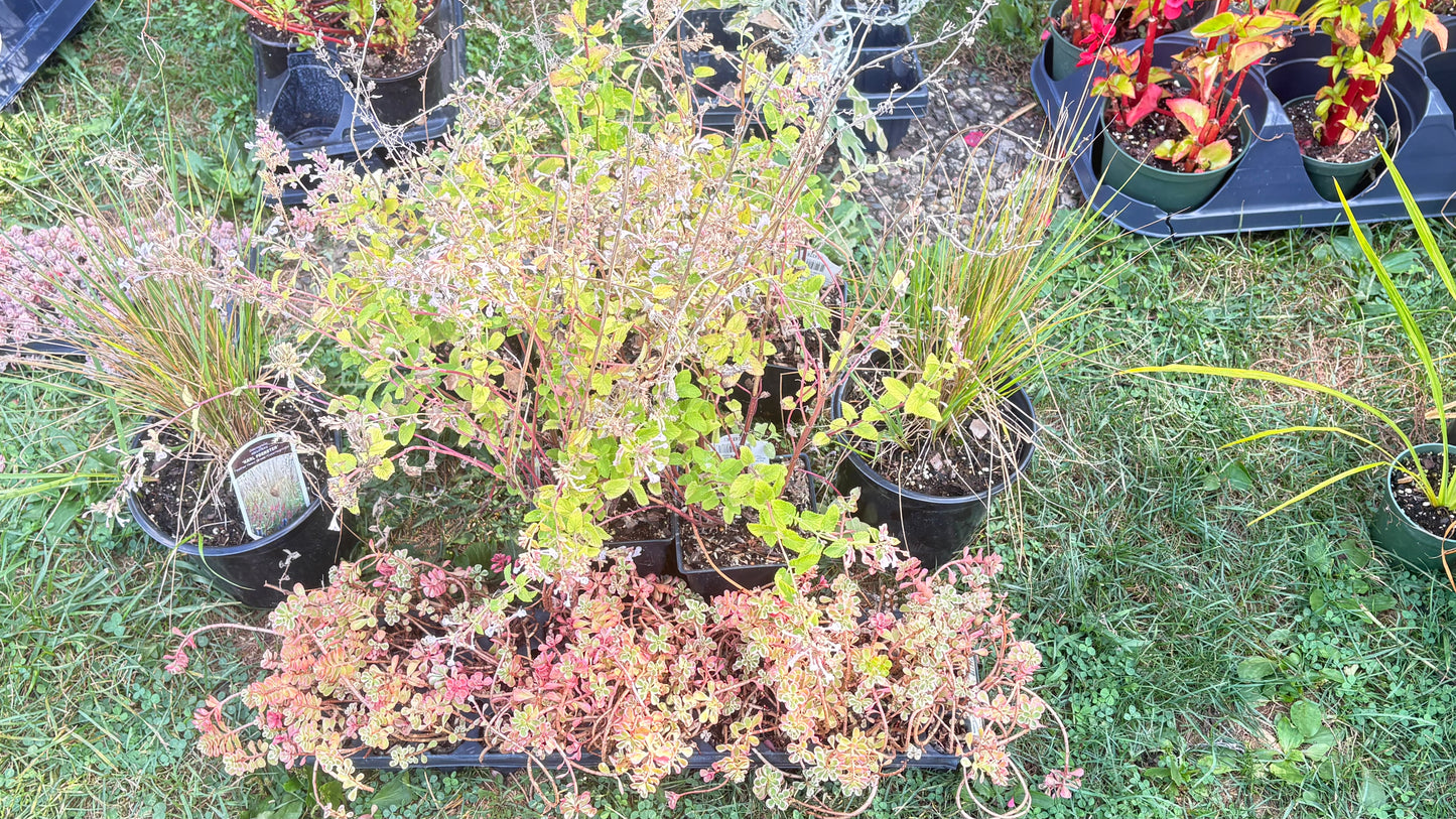 Zone 6B Full Bed Arrangement: Cold Hardy Perennials