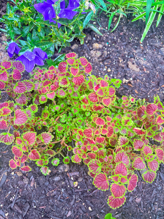 Coleus Plants